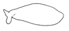 Subgenital plate: Male: subgenital plate, ventral view. (Observation).