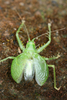 Aerotegmina taitensis Hemp, 2013: 2013. male in calling posture (Taita Mountains, Mount Vuria). (Otu).
