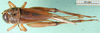 CollectionObject 1501917; 023e9587-ad50-484a-b1c1-76b9b2755832: female, dorsal view. (CollectionObject).