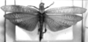 CollectionObject 1521400; bf6477e4-251d-4c38-a156-40ab9a9f860b: Image Carbonell, C.S. male, dorsal view (holotype of Acrydium latreillei). (CollectionObject).