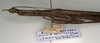 CollectionObject 1558381; f59d60cf-1e48-4b1b-a040-20f6c4b5d10b: copyright NMW, Vienna. female: head and thorax, lateral view of synonym Diardia semilobata (paralectotype) [misidentified = Diesbachia tamyris]. (CollectionObject).;CollectionObject 1558382; da7d7553-aa59-4ea5-816f-483ff988082b: copyright NMW, Vienna. female: head and thorax, lateral view of synonym Diardia semilobata (paralectotype) [misidentified = Diesbachia tamyris]. (CollectionObject).