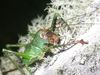 Cerberodon viridis Perty, 1832: subadult female (Brazil). (Otu).