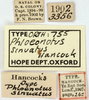 CollectionObject 1477360; OUM 755, 19d1a514-27f8-40d7-93dc-605504789075: labels (holotype of Phloeonotus sinuatus). (CollectionObject).