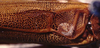 Gregoryella dimorpha Uvarov, 1925: male stridulatory area (paratype). (Otu).