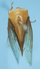 Habitus, dorsal view on Darnoides punctellus Stål, 1870 now Darnoides limbata Fairmaire, 1847: (Observation).