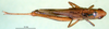 CollectionObject 1502019; b27c3955-032c-49e5-a75f-8818b8ee4d86: female, dorsal view (paratype). (CollectionObject).