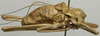 CollectionObject 1535225; 7c385764-8742-4437-aa9a-9a6da9497693: male, lateral view (syntype). (CollectionObject).