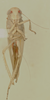 Habitus ventral view: Male holotype [USNM]: habitus, ventral view. (Observation).