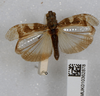 CollectionObject 1519564; 8d45e346-a27e-4cb9-988b-811df074e2fb: male, dorsal view (holotype). (CollectionObject).
