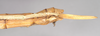 CollectionObject 1558980; 9ce04cf2-0fdf-46a7-a999-2ee5ae1f702f: copyright Natural History Museum, London. female: end of abdomen, lateral view (syntype). (CollectionObject).;CollectionObject 1558981; 1d8be626-f38d-4f0e-9cc5-abf9cf7fbfdf: copyright Natural History Museum, London. female: end of abdomen, lateral view (syntype). (CollectionObject).