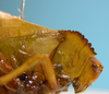 CollectionObject 1542940; e8779198-6439-442f-8ec5-10390451629e: female, pronotum lateral view (syntype of Peucestes lutescens). (CollectionObject).
