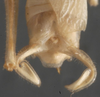 CollectionObject 1505716; 8dd08470-dbd0-4e29-83b3-34ad7a66a497: male cerci (holotype). (CollectionObject).