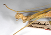 CollectionObject 1558428; 422080b7-dbed-4c79-985f-ff7f31ace417: copyright ZMHB, Berlin. female: head & thorax, lateral view (syntype). (CollectionObject).;CollectionObject 1558429; 33a8bc7e-ff9e-4ab1-a245-de2b3d4f57d2: copyright ZMHB, Berlin. female: head & thorax, lateral view (syntype). (CollectionObject).
