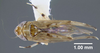 Habitus, dorsal view: !! display not done !! on Scaphoideus (Scaphoideus) immistus (Say, 1831): (Observation).