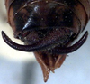 CollectionObject 1517215; 1ae2a5ef-04b8-41e3-8852-1d677969ea53: male cerci (lectotype). (CollectionObject).