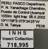 Other on Dicodia rhombifer (Linnavuori, 1956): Labels. (Observation).