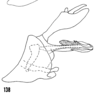 Pygofer, lateral view on Oecleus productus Metcalf, 1923: (Observation).