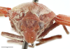Head: !! display not done !! on Locris rubra (Fabricius, 1794): (Observation).