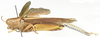 CollectionObject 1501218; 5771afc0-fc59-4e93-84a5-2a01b8b0f463: male, lateral view (lectotype). (CollectionObject).