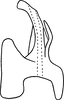 Aedeagus, lateral view on Erythridula varia (McAtee, 1920): Aedeagus (paratype), lateral view. (Observation).