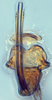 Aedeagus, ventral view: (Observation).