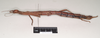 CollectionObject 1563681; 7e90f1ec-6ce5-46ac-907f-e9c288413e4d: copyright Natural History Museum, London. female, lateral view (paratype). (CollectionObject).;CollectionObject 1563682; 79e6268e-5a54-455c-a2cd-6d34daaf9310: copyright Natural History Museum, London. female, lateral view (paratype). (CollectionObject).