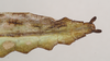 CollectionObject 1563455; NHMUK(SF IMPORT DUPLICATE) 845229, 0e207186-b425-4c57-8982-4222b223b453: copyright Natural History Museum, London. male: end of abdomen, dorsal view (holotype). (CollectionObject).
