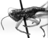 CollectionObject 1533816; 3845fe16-5fa1-454e-917a-fe309e27d464: Image Carbonell, C.S. male head and pronotum, lateral view (paratype). (CollectionObject).