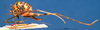 CollectionObject 1520562; 6db271fe-2d84-45e5-a71d-5c945753dc64, NHMUK012496527: female, lateral view (holotype). (CollectionObject).