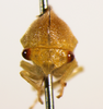 Atymna Stål, 1867: _Atymna castanae_ female. (Otu).