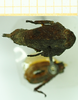 CollectionObject 1532569; 2d1514a2-d716-473f-8a7e-ac047487ca99: female, dorsal view (holotype). (CollectionObject).