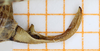 CollectionObject 1513178; 6270469a-0578-4f02-afbd-d9f960f35f2f, cbt063s02: male left cercus, lateral view (holotype). (CollectionObject).