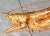 CollectionObject 1531619; 70c805c3-c538-4a40-a5b2-8d868460b167: female, head and pronotum, lateral view (holotype). (CollectionObject).