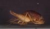 CollectionObject 1575864; 0f2507de-cd88-4361-99be-44e69838b40f: male, lateral view (holotype). (CollectionObject).