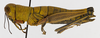 CollectionObject 1568970; 477d7038-1549-4bb3-abab-7635f938650f: female, lateral view (allotype). (CollectionObject).