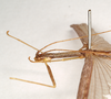 CollectionObject 1562186; a63acc98-9c60-4a9c-8f85-f0067c7ff579: copyright Natural History Museum, London. male (syntype). (CollectionObject).