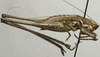 CollectionObject 1535172; df5ab340-c00d-4f67-9f92-e4800fb6bdb8: male, lateral view (holotype). (CollectionObject).