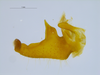 CollectionObject 2211897; 2807571c-9752-4305-8e6d-ef06258c1175: Male left cercus, ventral view. (CollectionObject).