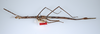CollectionObject 1562585; 43a60d5a-1942-4550-bff8-d0b268ba96ec: copyright ZMUH, Hamburg. female, lateral view of synonym Phasmotaenia elongata (paratype). (CollectionObject).