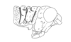 Exerythracris volcanica Rowell, 1995: Fig. 2B. male, head and pronotum, lateral view. (Otu).
