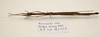 CollectionObject 1595856; afc09182-4ee1-4c68-a1bc-c9805bcd4fc7: copyright F. Seow-Choen. female, dorsal view (paratype). (CollectionObject).