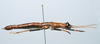 CollectionObject 1563979; ee00e6fe-bea9-41a0-a6c5-ac7cfc05dc72: Copyright ZSMC, Munich. female, lateral view (paratype). (CollectionObject).;CollectionObject 1563980; 1daa6c28-68e3-4764-b6d0-09bf40a60ae7: Copyright ZSMC, Munich. female, lateral view (paratype). (CollectionObject).