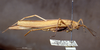 CollectionObject 1503985; be521cd4-f782-4e8a-9ec3-32e3292e9d20: male, lateral view. (CollectionObject).