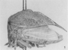 Habitus, lateral view: !! display not done !! on Stictocephala alta (Walker, 1851): (Observation).