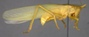 CollectionObject 2189003; 3e92da30-72d7-4127-a757-5a992b930552, ZUFMS ORT00844: Male habitus, lateral view. (CollectionObject).