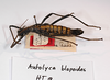 CollectionObject 1557255; f60714aa-cfa4-4b2b-bbe3-67345f8d0c7d: Copyright MNCN, Madrid. female, dorsolateral view (holotype). (CollectionObject).