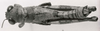 CollectionObject 1523828; e4e0a5aa-a5dd-41a4-a5ab-f29df6829051: male, dorsal view (holotype). (CollectionObject).