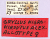 CollectionObject 1499585; e9d4f91f-c0d4-4763-a6eb-30707ed75d25: labels (allotype of Gryllus nigrohirsutus). (CollectionObject).