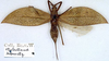 CollectionObject 1531815; 2ebc68e4-446e-43fa-b673-457e54558845: female (holotype). (CollectionObject).