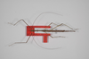 CollectionObject 1559568; a734e7aa-833b-4aae-8f81-61bfa64e1f57: copyright ZSMC, Munich. male, dorsal view (holotype). (CollectionObject).